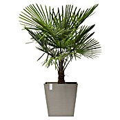 Ecopots Rotterdam Pflanzkasten mit Rollen (Außenmaß (L x B x H): 50,2 x 50,2 x 49,5 cm, Kunststoff, Braungrau) | BAUHAUS