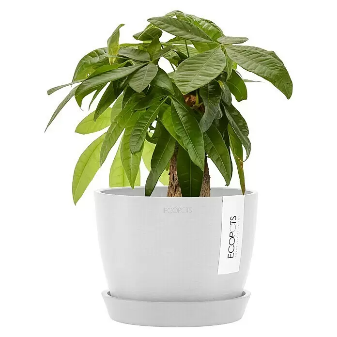Ecopots Pflanztopf Stockholm - Außenmaß (Ø x H): 16,2 x 12 cm, Kunststoff, Weiß - Eine grüne Pflanze in einem weißen ECOPOTS Übertopf mit Untersetzer, mit texturierter Oberfläche und ECOPOTS Etikett.
