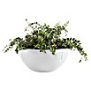 Ecopots Brussels Pflanzschale rund (Außenmaß (Ø x H): 25 x 12 cm, Kunststoff, Weiß) | BAUHAUS