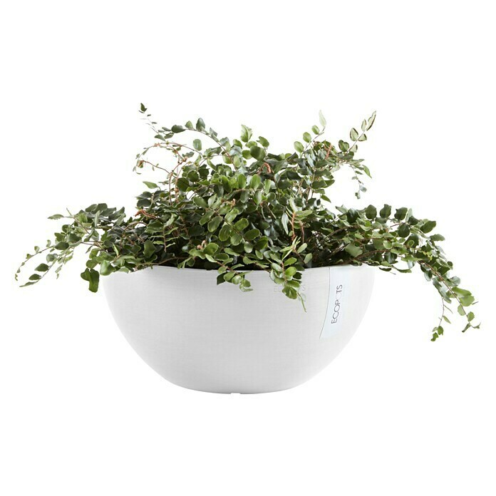 Ecopots Brussels Pflanzschale rund (Außenmaß (Ø x H): 25 x 12 cm, Kunststoff, Weiß) | BAUHAUS