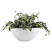 Ecopots Brussels Pflanzschale rund (Außenmaß (Ø x H): 25 x 12 cm, Kunststoff, Weiß) | BAUHAUS