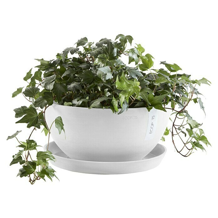Ecopots Brussels Pflanzschale rund (Außenmaß (Ø x H): 25 x 12 cm, Kunststoff, Weiß) | BAUHAUS