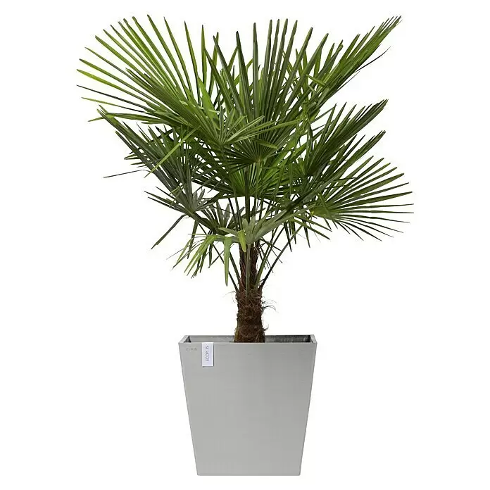 Ecopots Rotterdam Pflanzkasten mit Rollen - Außenmaß (L x B x H): 50,2 x 50,2 x 49,5 cm, Kunststoff, Weißgrau - Grüne Palme in einem hellgrauen, rechteckigen, sich verjüngenden Pflanzgefäß.