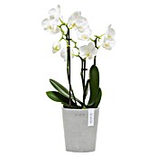 Ecopots Orchideentopf Morinda (Außenmaß (Ø x H): 11 x 12,5 cm, Kunststoff, Weiß Grau) | BAUHAUS