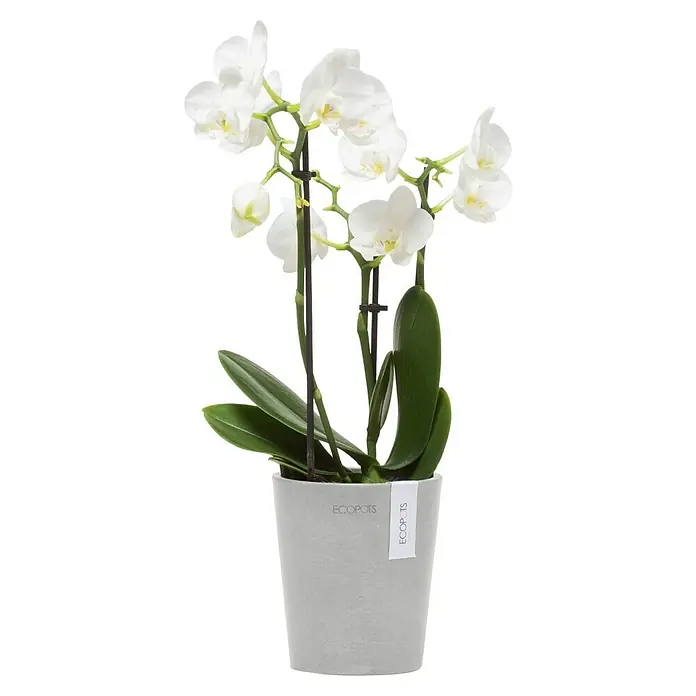 Ecopots Orchideentopf Morinda - Außenmaß (Ø x H): 11 x 12,5 cm, Kunststoff, Weiß Grau - Elegante weiße Orchidee in einem grauen "ECOPOTS" Topf, eine stilvolle und nachhaltige Dekoration für jedes Zuhause.