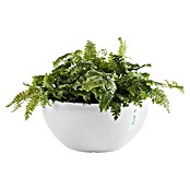 Ecopots Brussels Pflanzschale rund (Außenmaß (Ø x H): 25 x 12 cm, Kunststoff, Weiß) | BAUHAUS