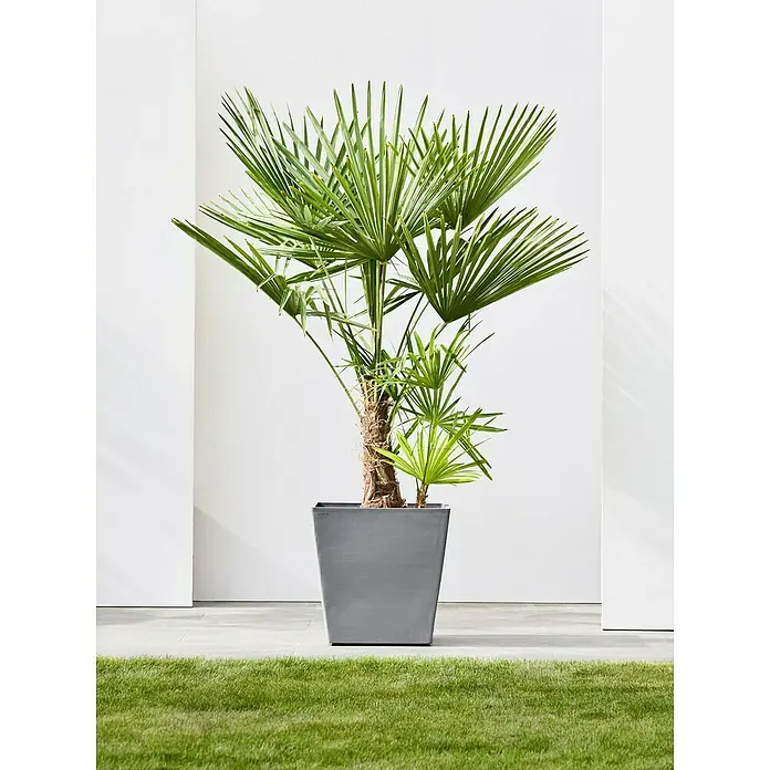 Ecopots Rotterdam Pflanzkasten mit Rollen - Außenmaß (L x B x H): 50,2 x 50,2 x 49,5 cm, Kunststoff, Grau - Eine Europäische Zwergpalme in einem schlichten, quadratischen Topf, ideal für den Innen- oder Außenbereich.