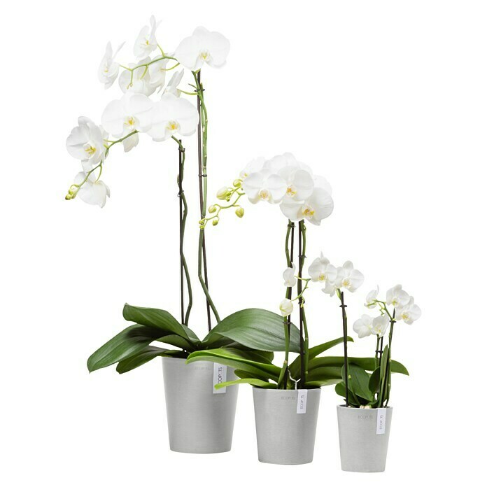 Ecopots Orchideentopf Morinda (Außenmaß (Ø x H): 11 x 12,5 cm, Kunststoff, Weiß Grau) | BAUHAUS