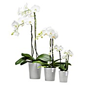 Ecopots Orchideentopf Morinda (Außenmaß (Ø x H): 11 x 12,5 cm, Kunststoff, Weiß Grau) | BAUHAUS