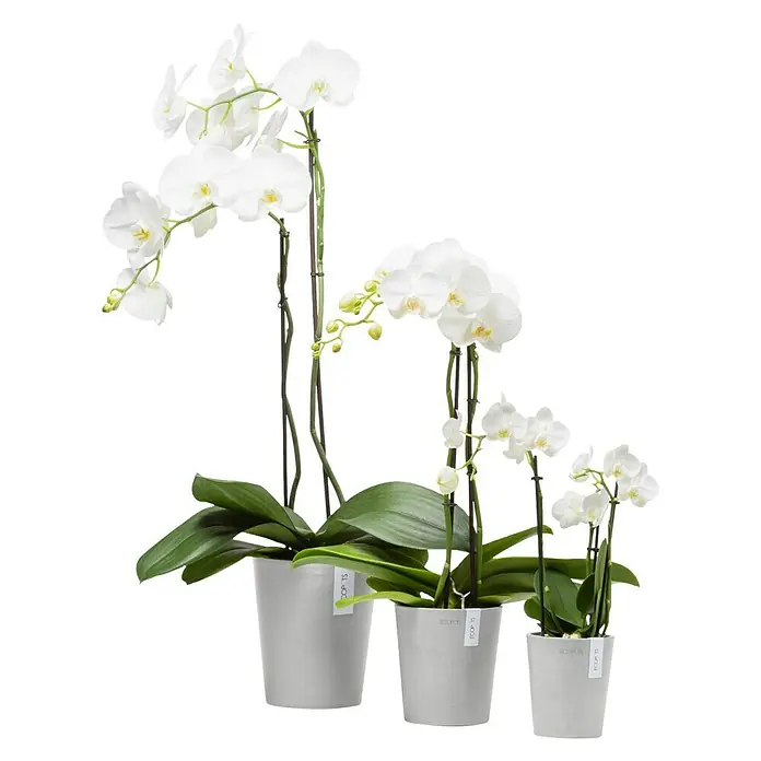 Ecopots Orchideentopf Morinda - Außenmaß (Ø x H): 11 x 12,5 cm, Kunststoff, Weiß Grau - Drei weiße Orchideen der Gattung Phalaenopsis unterschiedlicher Größe, die in grauen Töpfen stehen und die Eleganz der Natur zeigen.