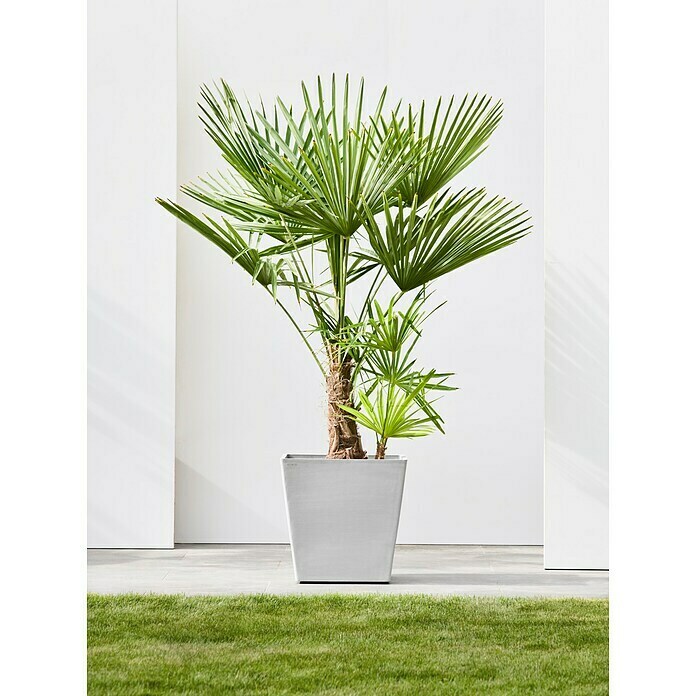 Ecopots Rotterdam Pflanzkasten mit Rollen (Außenmaß (L x B x H): 50 x 50 x 49,7 cm, Kunststoff, Weißgrau) | BAUHAUS