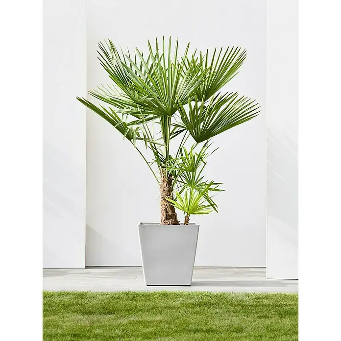 Ecopots Rotterdam Pflanzkasten mit Rollen - Außenmaß (L x B x H): 50,2 x 50,2 x 49,5 cm, Kunststoff, Weißgrau - Eine Zimmerpalme in einem quadratischen, grauen Topf, die auf einer Rasenfläche vor einer weißen Wand steht.