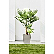 Ecopots Rotterdam Pflanzkasten mit Rollen (Außenmaß (L x B x H): 50 x 50 x 49,7 cm, Kunststoff, Braungrau) | BAUHAUS