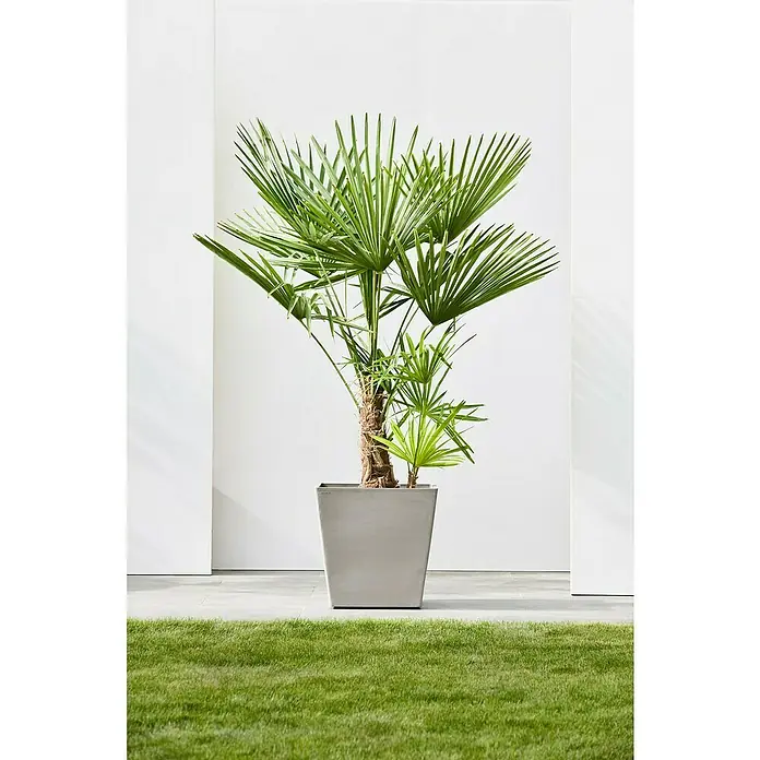 Ecopots Rotterdam Pflanzkasten mit Rollen - Außenmaß (L x B x H): 50,2 x 50,2 x 49,5 cm, Kunststoff, Braungrau - Zimmerpflanze mit grünen Blättern in einem eckigen Topf auf einer gefliesten Oberfläche mit Rasen im Vordergrund. Elegantes Accessoire für Ihr Zuhause.