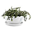 Ecopots Brussels Pflanzschale rund (Außenmaß (Ø x H): 25 x 12 cm, Kunststoff, Weiß) | BAUHAUS