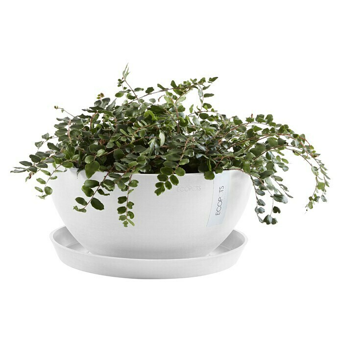 Ecopots Brussels Pflanzschale rund (Außenmaß (Ø x H): 25 x 12 cm, Kunststoff, Weiß) | BAUHAUS