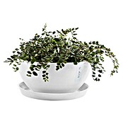 Ecopots Brussels Pflanzschale rund (Außenmaß (Ø x H): 25 x 12 cm, Kunststoff, Weiß) | BAUHAUS