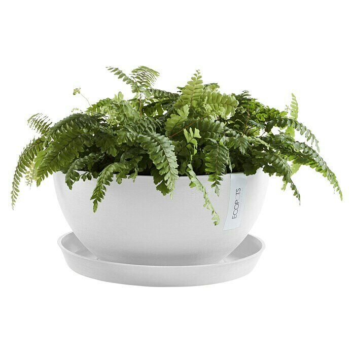 Ecopots Brussels Pflanzschale rund (Außenmaß (Ø x H): 25 x 12 cm, Kunststoff, Weiß) | BAUHAUS
