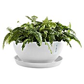 Ecopots Brussels Pflanzschale rund (Außenmaß (Ø x H): 25 x 12 cm, Kunststoff, Weiß) | BAUHAUS