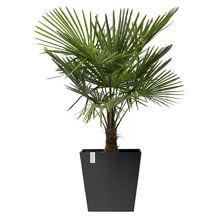 Ecopots Rotterdam Pflanzkasten mit Rollen - Außenmaß (L x B x H): 50,2 x 50,2 x 49,5 cm, Kunststoff, Dunkelgrau - Grüne Palme mit braunem Stamm in einem hohen, schwarzen, rechteckigen Pflanzgefäß.