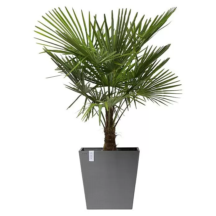 Ecopots Rotterdam Pflanzkasten mit Rollen - Außenmaß (L x B x H): 50,2 x 50,2 x 49,5 cm, Kunststoff, Grau - Grüne Palme mit spitzen Blättern in einem grauen, sich verjüngenden Pflanzgefäß.
