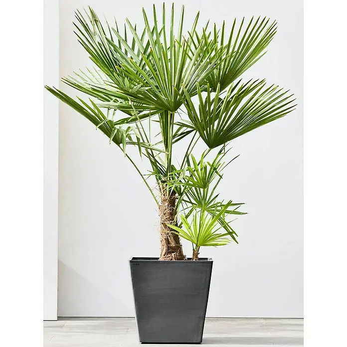 Ecopots Rotterdam Pflanzkasten mit Rollen - Außenmaß (L x B x H): 50,2 x 50,2 x 49,5 cm, Kunststoff, Dunkelgrau - Zimmerpflanze: Eine grüne Zwergpalme in einem modernen, quadratischen, anthrazitfarbenen Topf auf einem hellen Boden.