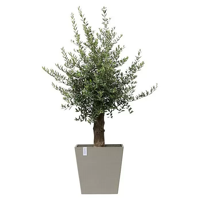 Ecopots Rotterdam Pflanzkasten mit Rollen - Außenmaß (L x B x H): 50,2 x 50,2 x 49,5 cm, Kunststoff, Braungrau - Olivenbaum mit grünen Blättern und braunem Stamm in einem grauen quadratischen Pflanzgefäß.