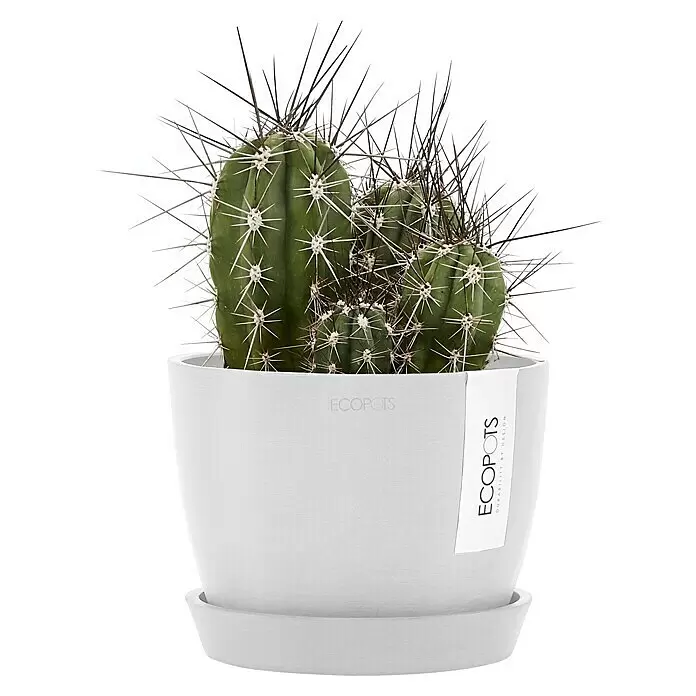 Ecopots Pflanztopf Stockholm - Außenmaß (Ø x H): 16,2 x 12 cm, Kunststoff, Weiß - Ein grüner Kaktus mit hervorstechenden Stacheln in einem runden, weißen Topf mit passendem Untersetzer.