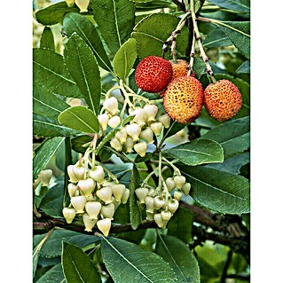 Erdbeerbaum (Arbutus unedo, Topfvolumen: 3 l)