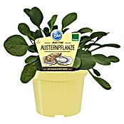 Blu Bio Küchenkräuter (Mertensia maritima, Topfgröße: 12 cm) | BAUHAUS