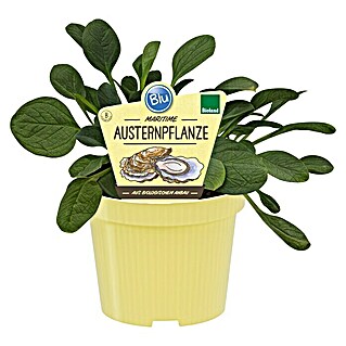 Blu Bio Küchenkräuter Austernpflanze (Mertensia maritima, Topfgröße: 12 cm)
