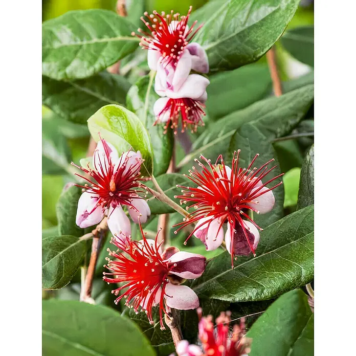 Brasilianische GuaveBio Acca sellowiana, Topfvolumen: 3 l - Detailaufnahme von leuchtend roten Feijoa-Blüten zwischen grünen Blättern.