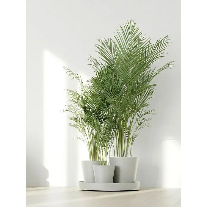 Ecopots Pflanztopf Dubai - Außenmaß (Ø x H): 56,5 x 30,7 cm, Kunststoff, Weiß, 3 Stk. - Drei Zimmerpflanzen in grauen Töpfen auf einem Tablett vor einer weißen Wand, die eine ruhige und natürliche Atmosphäre schaffen.