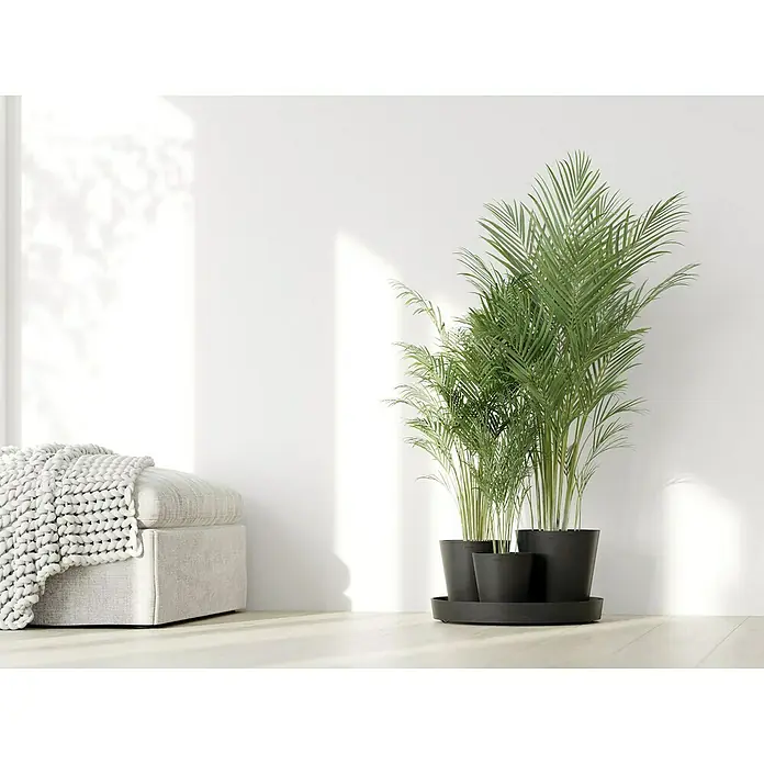 Ecopots Pflanztopf Dubai - Außenmaß (Ø x H): 56,5 x 30,7 cm, Kunststoff, Dunkelgrau, 3 Stk. - Drei Zimmerpflanzen in schwarzen Töpfen arrangiert, die eine beruhigende und frische Atmosphäre in jeden Raum bringen.