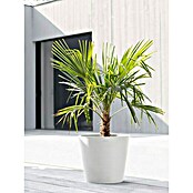 Ecopots Amsterdam Pflanztopf Amsterdam (Außenmaß (Ø x H): 40 x 34,5 cm, Kunststoff, Weiß) | BAUHAUS
