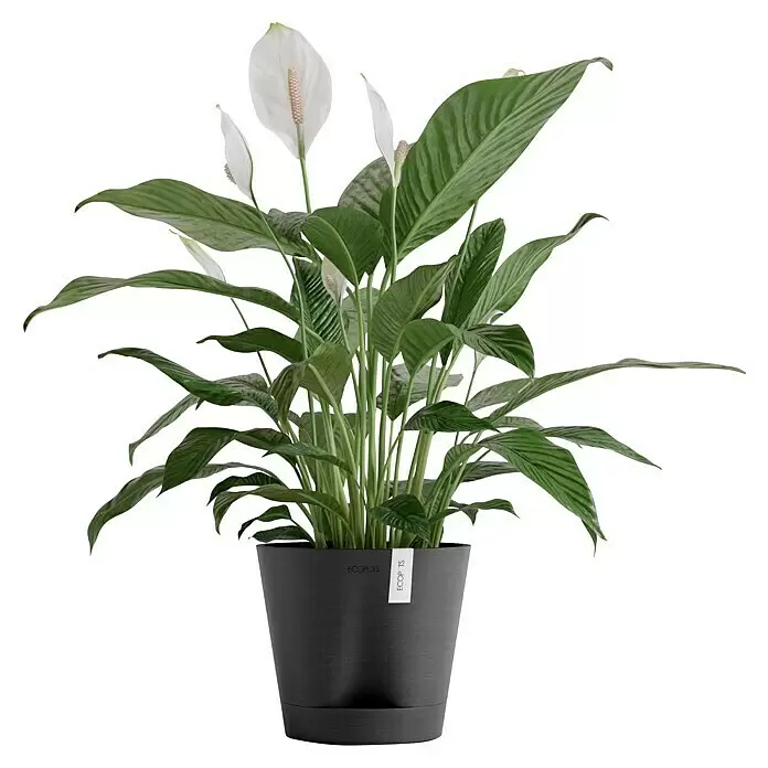 Ecopots Pflanztopf Venice 2 - Außenmaß (Ø x H): 20,1 x 17,7 cm, Kunststoff, Dunkelgrau - Spathiphyllum-Pflanze in einem dunkelgrauen ECOPOTS Pflanzgefäß mit grünen Blättern und weißen Blüten.
