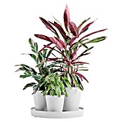 Ecopots Pflanztopf Dubai (Außenmaß (Ø x H): 56,6 x 30 cm, Kunststoff, Weiß, 3 Stk.) | BAUHAUS