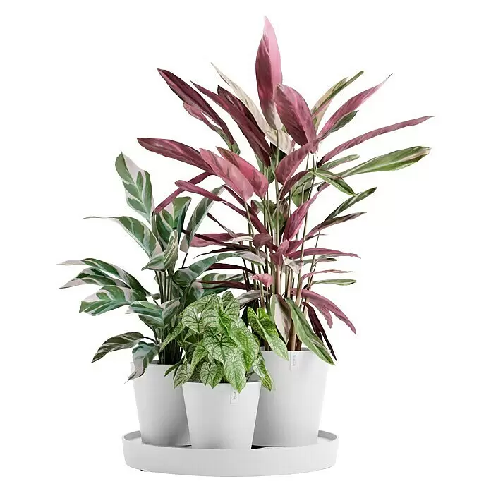 Ecopots Pflanztopf Dubai - Außenmaß (Ø x H): 56,5 x 30,7 cm, Kunststoff, Weiß, 3 Stk. - Drei Topfpflanzen mit grünen, rosa und panaschierten Blättern in weißen Töpfen auf einem runden weißen Tablett.