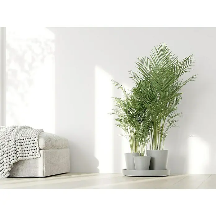 Ecopots Pflanztopf Dubai - Außenmaß (Ø x H): 56,5 x 30,7 cm, Kunststoff, Weiß Grau, 3 Stk. - Ein Arrangement aus drei Arekapalmen in grauen Töpfen, die eine ruhige, natürliche Note in einen hellen Raum bringen.