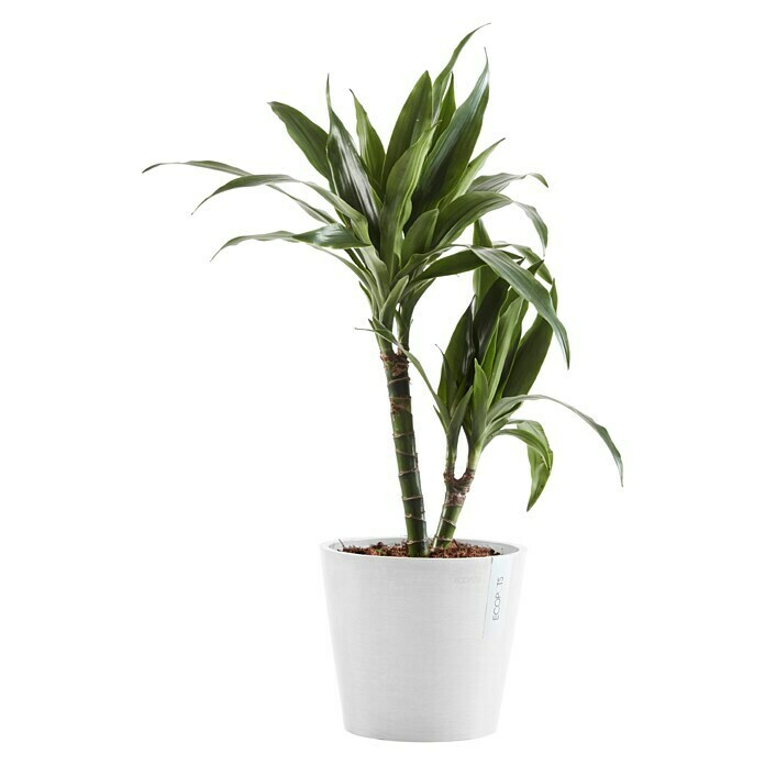 Ecopots Amsterdam Pflanzkübel rund (Außenmaß (Ø x H): 20 x 17,2 cm, Kunststoff, Weiß, Mit Bewässerungssystem) | BAUHAUS