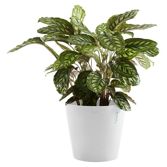 Ecopots Amsterdam Pflanzkübel rund (Außenmaß (Ø x H): 30 x 25,9 cm, Kunststoff, Weiß, Mit Bewässerungssystem) | BAUHAUS