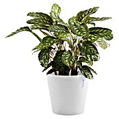 Ecopots Amsterdam Pflanzkübel rund (Außenmaß (Ø x H): 30 x 25,9 cm, Kunststoff, Weiß, Mit Bewässerungssystem) | BAUHAUS