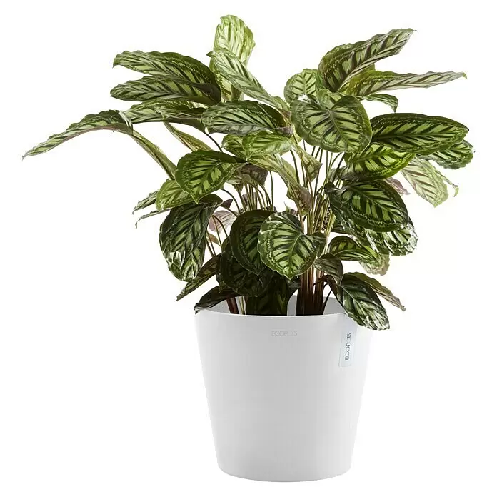 Ecopots Amsterdam Pflanzkübel rund - Außenmaß (Ø x H): 30 x 25,9 cm, Kunststoff, Weiß, Mit Bewässerungssystem - Topf-Calathea-Pflanze mit gemusterten grünen Blättern in einem weißen ECOPOTS Übertopf.