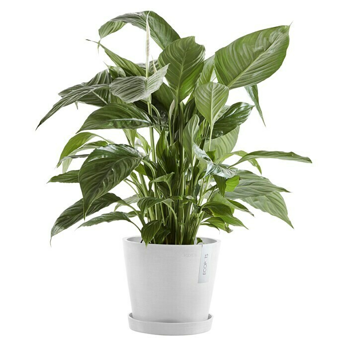 Ecopots Amsterdam Pflanzkübel rund (Außenmaß (Ø x H): 20 x 17,2 cm, Kunststoff, Weiß, Mit Bewässerungssystem) | BAUHAUS