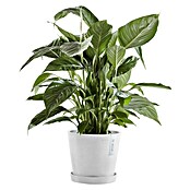 Ecopots Amsterdam Pflanzkübel rund (Außenmaß (Ø x H): 20 x 17,2 cm, Kunststoff, Weiß, Mit Bewässerungssystem) | BAUHAUS