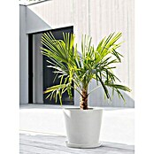 Ecopots Amsterdam Pflanztopf (Außenmaß (Ø x H): 40 x 35 cm, Kunststoff, Weiß) | BAUHAUS