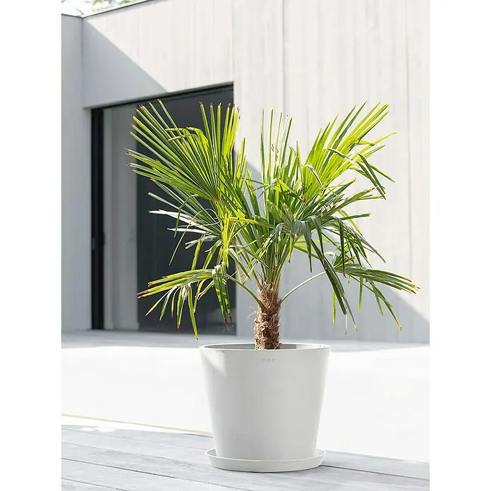 Ecopots Amsterdam Pflanztopf - Außenmaß (Ø x H): 40 x 34,5 cm, Kunststoff, Weiß - Ein schönes Bild einer Topfpflanze, die in einem weißen Topf auf einer Terrasse steht. Die Pflanze verleiht dem Außenbereich einen Hauch von Grün.