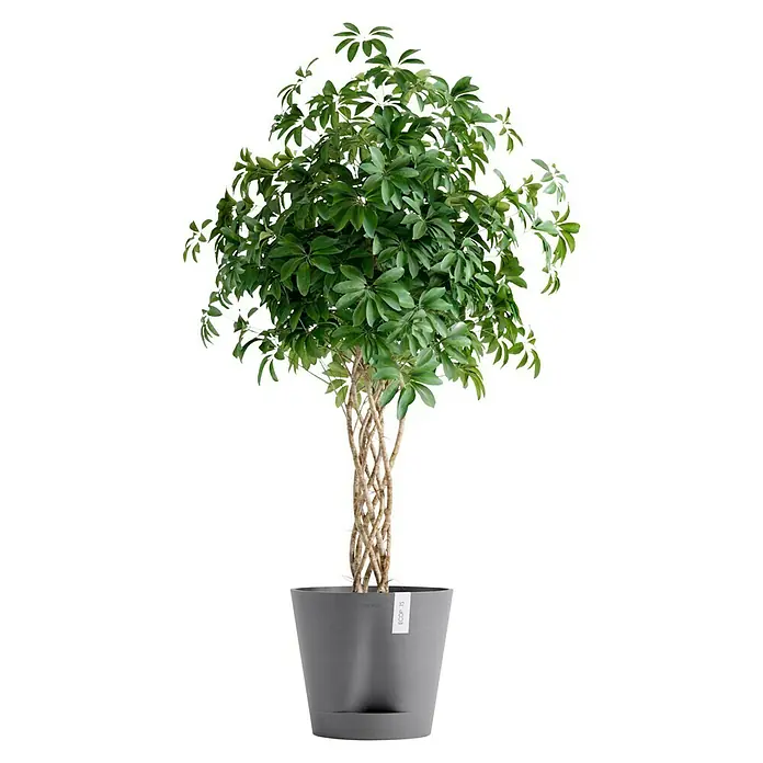 Ecopots Pflanztopf Venice 2 - Außenmaß (Ø x H): 40 x 35,7 cm, Kunststoff, Grau - Eine Zimmerpflanze, Schefflera Arboricola, mit geflochtenem Stamm in einem stilvollen grauen Topf, die eine natürliche Atmosphäre schafft.