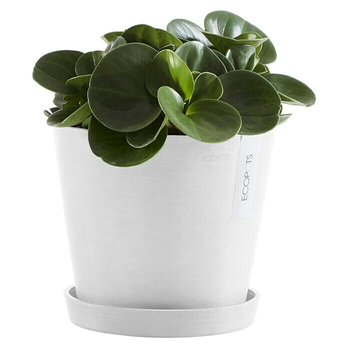 Ecopots Amsterdam Pflanzkübel rund (Außenmaß (Ø x H): 20 x 17,2 cm, Kunststoff, Weiß, Mit Bewässerungssystem) | BAUHAUS
