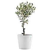 Ecopots Amsterdam Pflanztopf (Außenmaß (Ø x H): 20 x 17,5 cm, Kunststoff, Weiß) | BAUHAUS